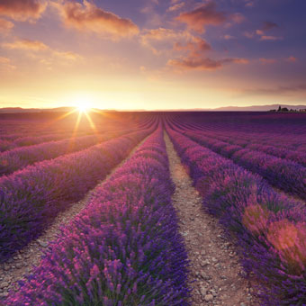 lavendar field at sunrise